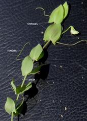 Lathyrus aphaca
